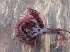 Chondrus crispus