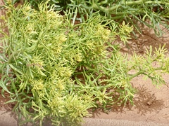 Nitrariaceae