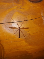 Tricyphona
