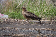 Milvus migrans lineatus