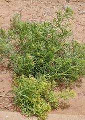 Nitrariaceae