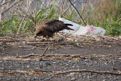 Milvus migrans lineatus