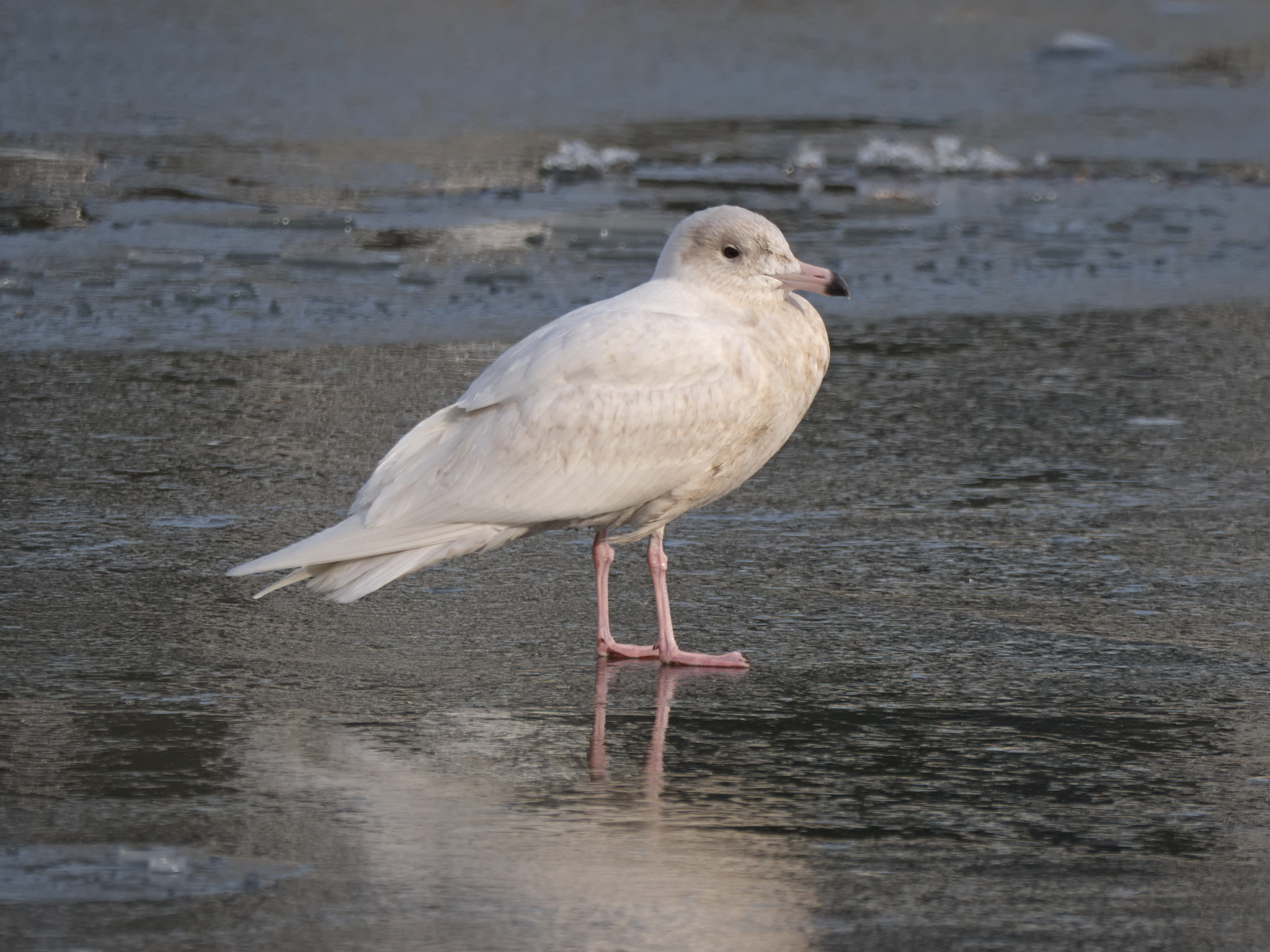 Glaucous Gull (Larus hyperboreus)