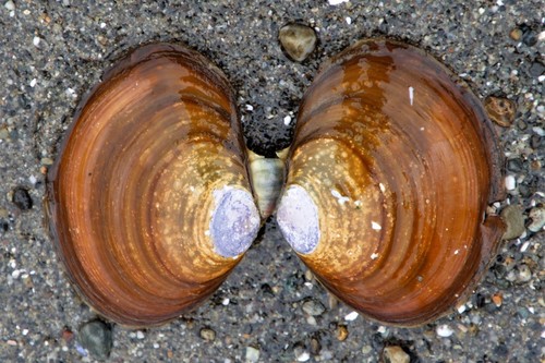 Purple Mahogany Clam