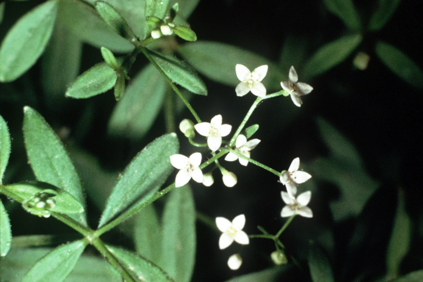 Galium obtusum