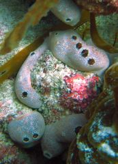 Polysyncraton montanum