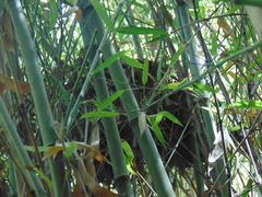 Muscardinus avellanarius