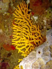 Melithaea zimmeri