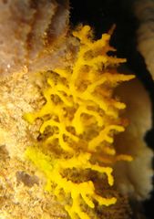 Melithaea zimmeri