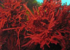 Phacelocarpus peperocarpos