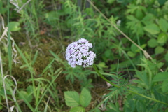 Valeriana alternifolia