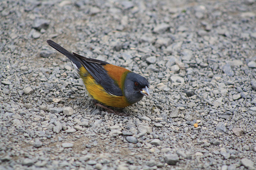 Patagonian Sierra-Finch from Refugio el chileno, Parque Torres del