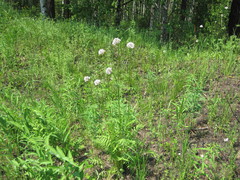Valeriana alternifolia