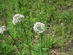Valeriana alternifolia