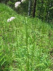 Valeriana alternifolia
