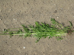 Valeriana alternifolia