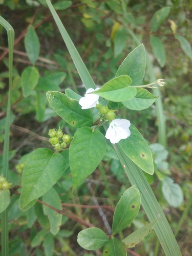 Jacquemontia paniculata (Jacquemontia paniculata)
