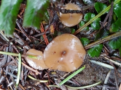Ciboria rufofusca