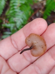 Ciboria rufofusca