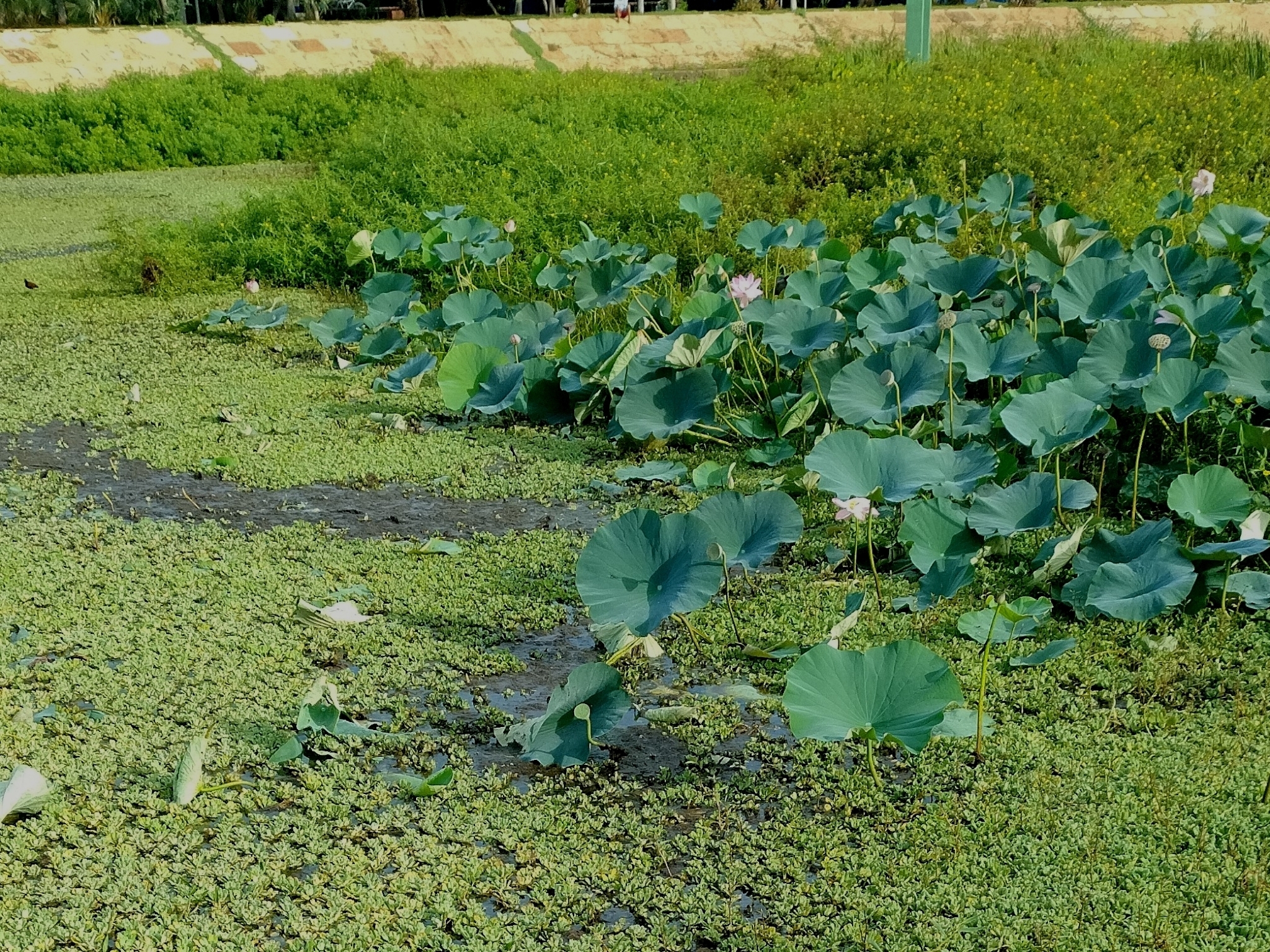 Imagem de Lótus