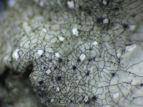 Echinothecium reticulatum