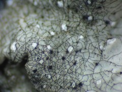 Echinothecium reticulatum