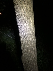 Diospyros virginiana