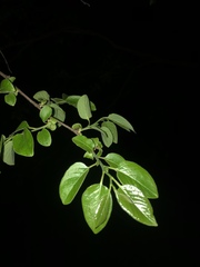Diospyros virginiana