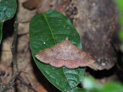 Hypospila bolinoides