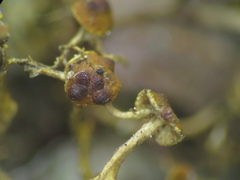 Didymocyrtis infestans