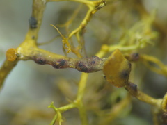 Didymocyrtis infestans