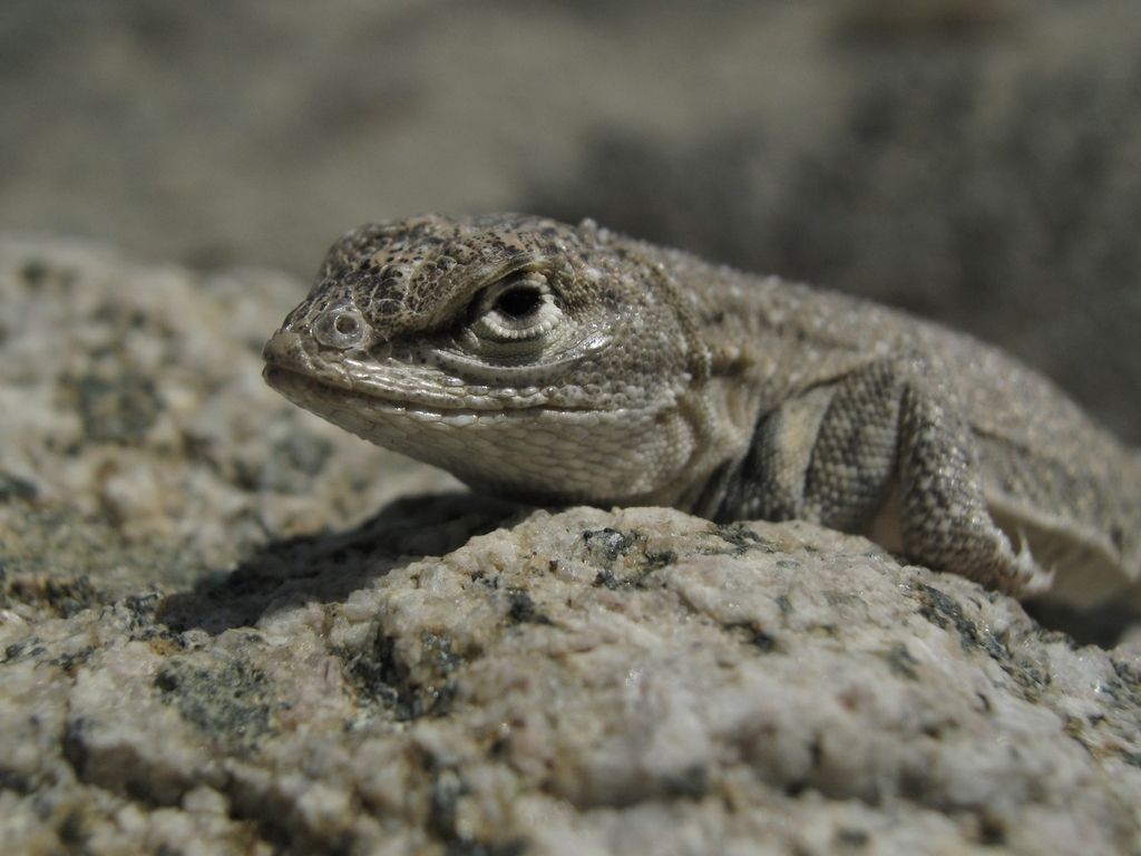 Tschudi's Pacific Iguana