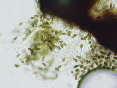 Didymocyrtis infestans