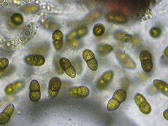 Didymocyrtis infestans
