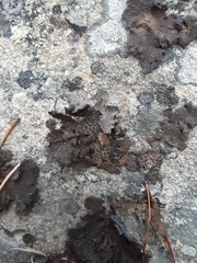 Umbilicaria hyperborea