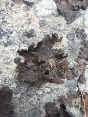 Umbilicaria hyperborea