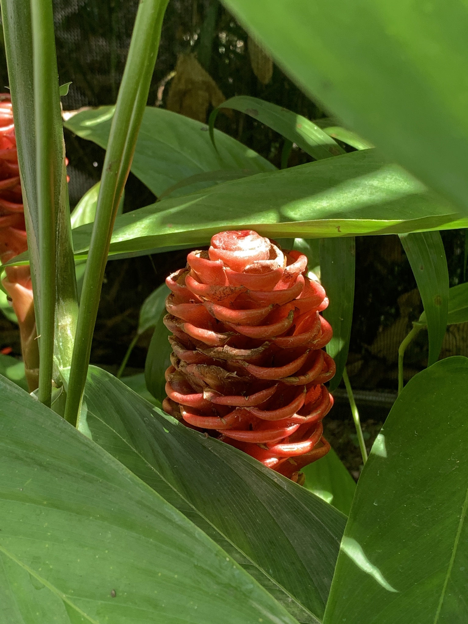 Imagem de Gengibre-concha