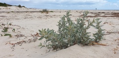 Atriplex cinerea