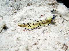 Pseudoceros laingensis