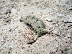 Plakobranchus ocellatus