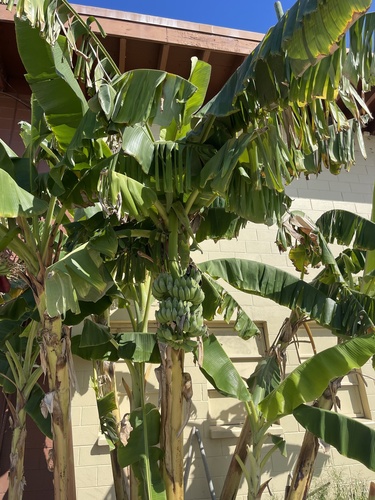 Foto de Bananeira