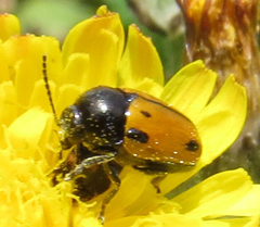 Cryptocephalus rugicollis