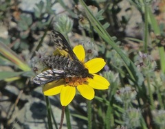 Conophorus fenestratus