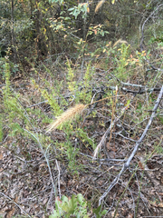 Elymus virginicus virginicus