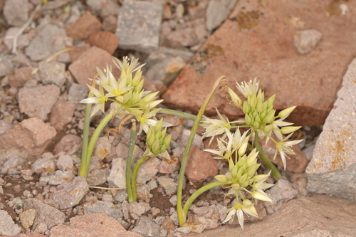 Image of Allium atrorubens by (c) Steve Matson, some rights reserved (CC BY)