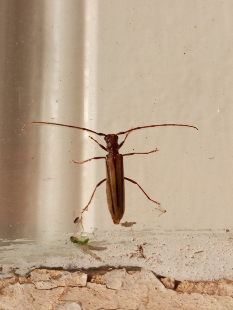 Temnopis megacephala