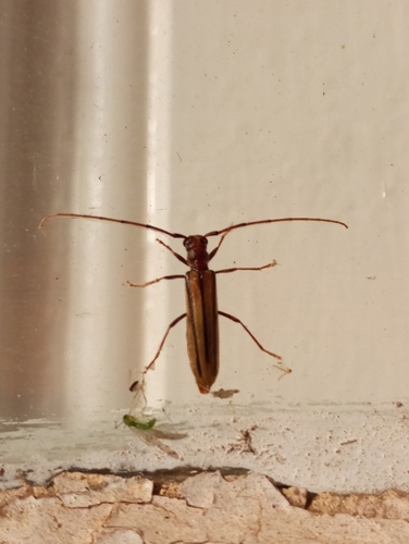 Temnopis megacephala