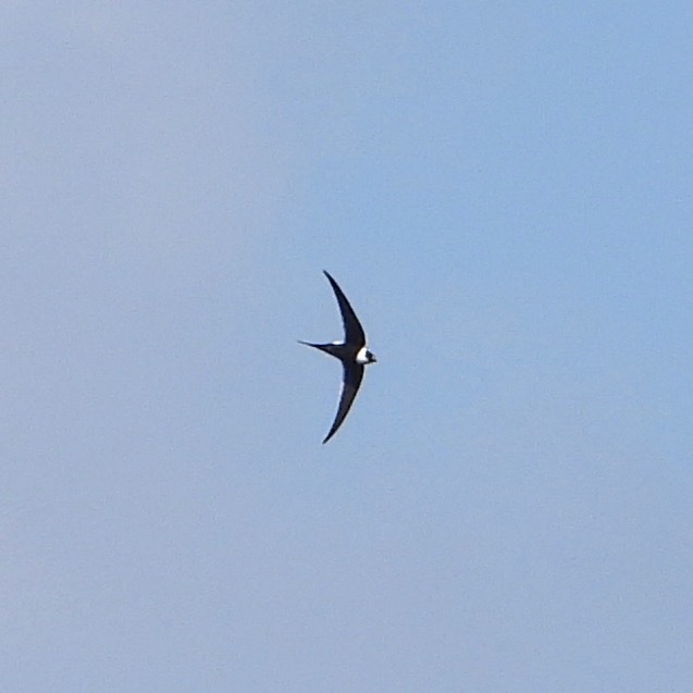 Great Swallow-tailed Swift (Panyptila sanctihieronymi), photo 1