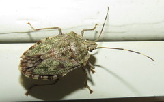 Bathrus variegatus
