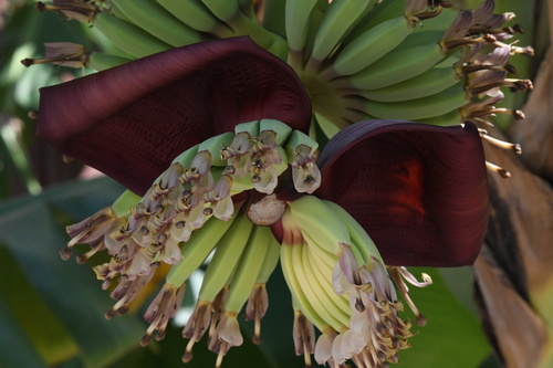 Foto de Bananeira